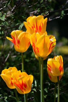 Tulips-4892.jpg