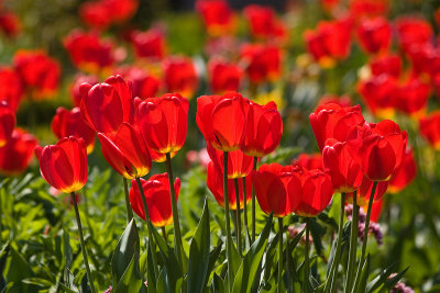 Tulips-4908.jpg
