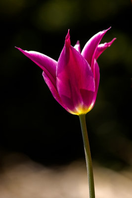 Tulips-4926.jpg