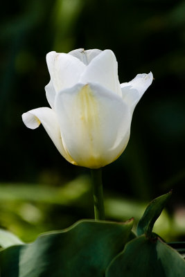 Tulips-4937.jpg