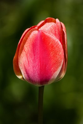 Tulips-4957.jpg
