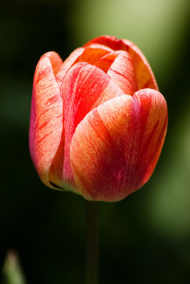 Tulips-4959.jpg