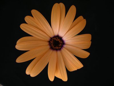 orange_daisy 001.jpg