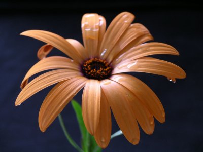 orange_daisy 021.jpg