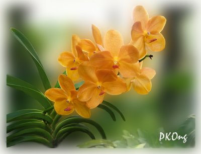 orange orchids1.jpg