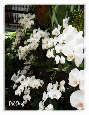 White orchids1.jpg