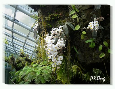 Hanging white orchids.jpg