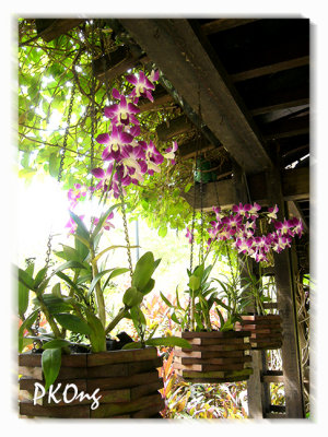 Orchids from roof.jpg