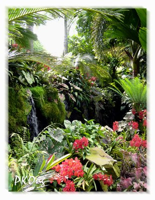 Orchids in waterfall garden.jpg
