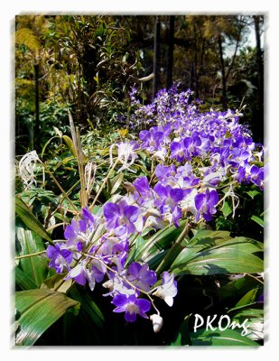 Purple orchids in a row.jpg