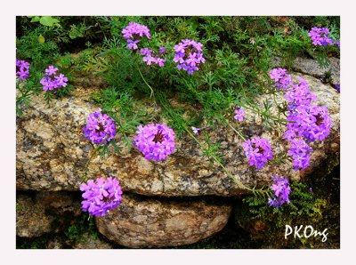 Purple flowers on rock.jpg