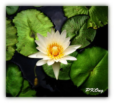 Lotus1.jpg