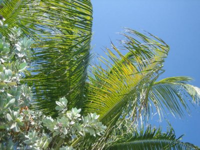 Palm shot