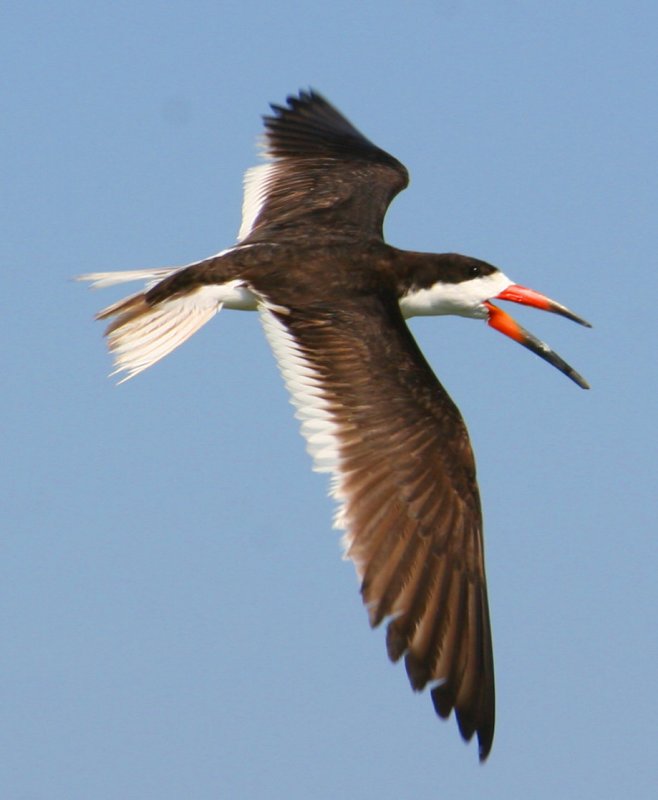 Skimmer Wing Span