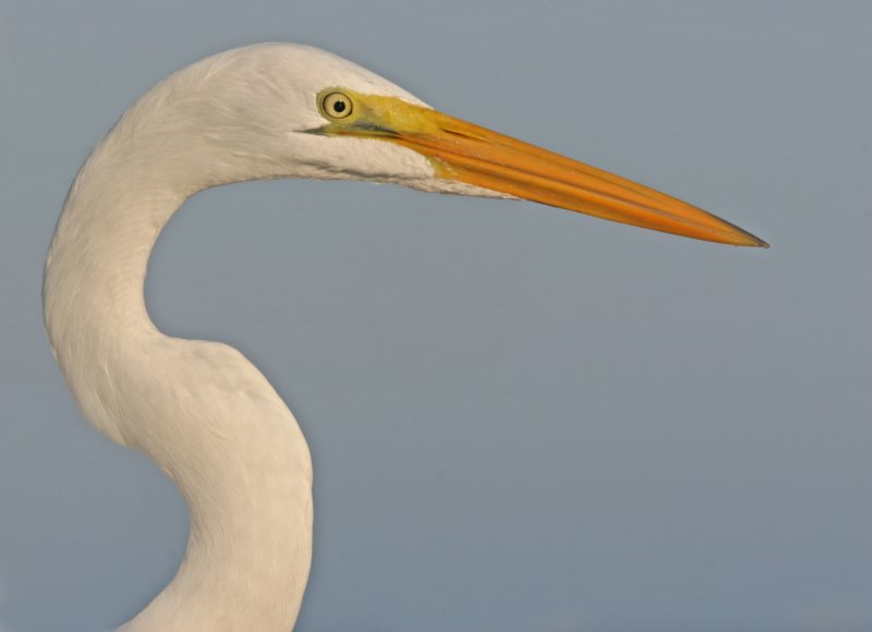 Great White Egret Head Shot