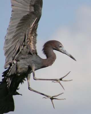 Little Blue Swoop (Award Winner, Victoria)