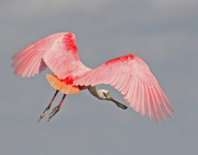 Roseate Wings