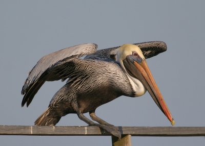 Pelican Launching