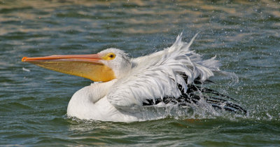 White Pelican Splash