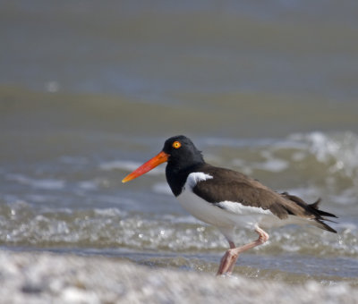 Oyster Catcher on the Beach