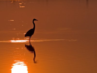 Soft Morning Glow (Great Blue Heron)