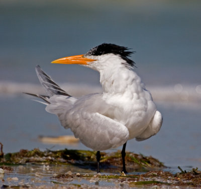 Royal Tern with Attitude