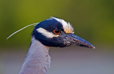 Condos Reflected in the Eye of a Yellow Crowned Night Heron