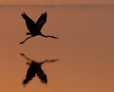Morning Flight (Great Blue Heron)