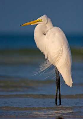great_white_egrets