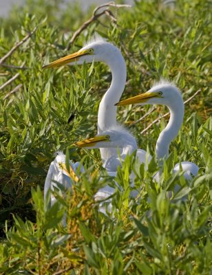 great_white_egrets