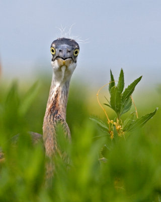 Boo! (Great Blue Heron)