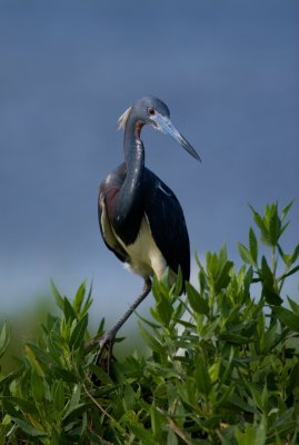 Tricolored Heron in Flat Colors on Overcast Day