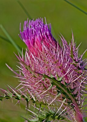 Pink Thistle 2