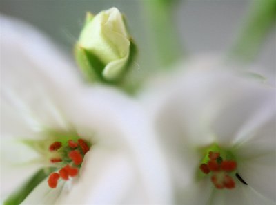 IMG_1287.JPG