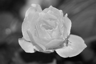 IMG_7440.JPG