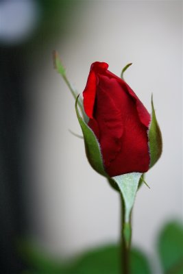 IMG_9171.JPG