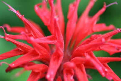IMG_9372.JPG