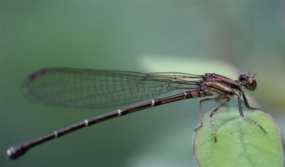 IMG_9455.JPG