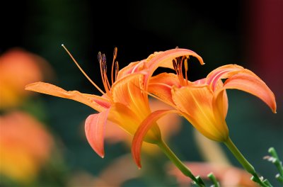IMG_3658.JPG
