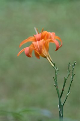 IMG_3749.JPG