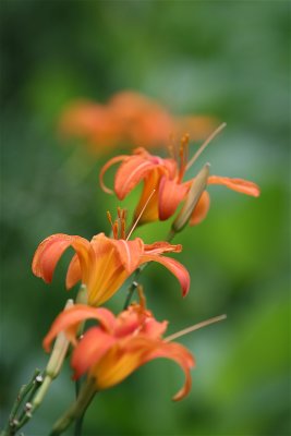 IMG_3783.JPG