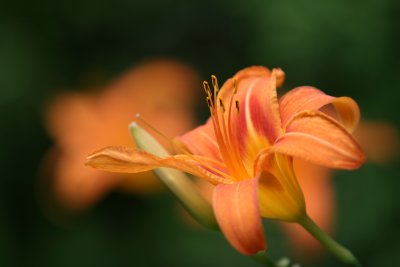 IMG_4000.JPG