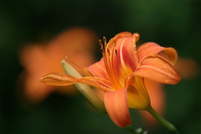 IMG_4001.JPG