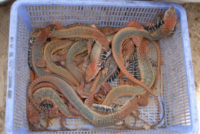 Lizards for sale