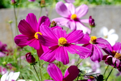 DSC_0043.JPG