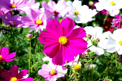 DSC_0044.JPG