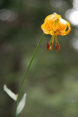 IMG_1644.jpg