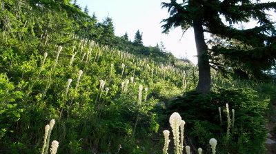 Granite Mountain - July 14, 2007