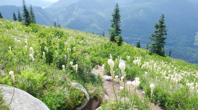 No End to the Beargrass...