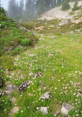 Daisies on the lower meadows